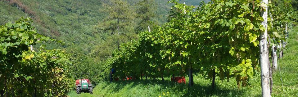 Le Zitelle Di Ron Bed & Breakfast Valdobbiadene Exterior photo
